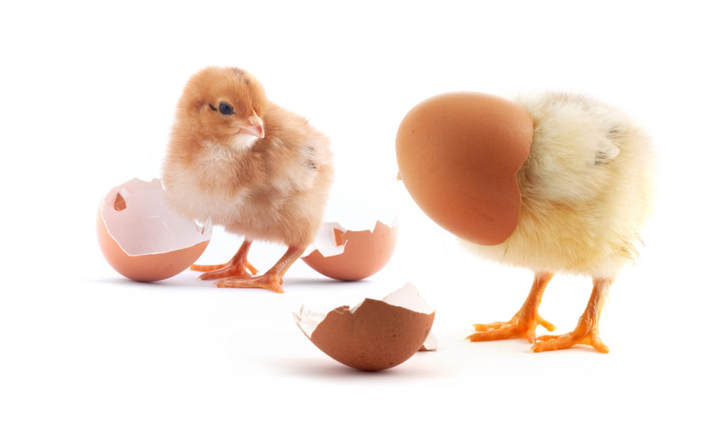 chicken and egg problem in fundraising